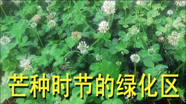 芒种苹果海棠白苜蓿锦带花