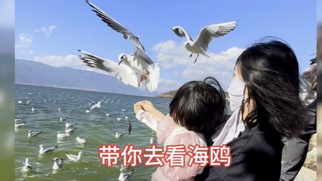 带你去看海鸥:据说不停地呼唤海鸥会成群飞来并从手上叨走小鱼