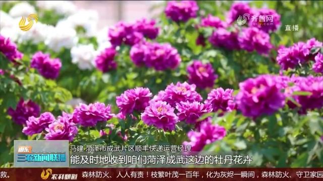 各地年宵花纷纷上架,花卉市场迎销售旺季,五彩斑斓的花卉迎新春