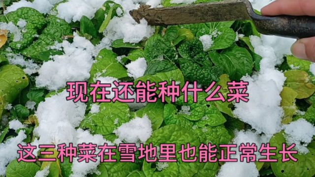 现在还能种什么菜?这三种菜撒籽就活,在雪地里也能正常生长