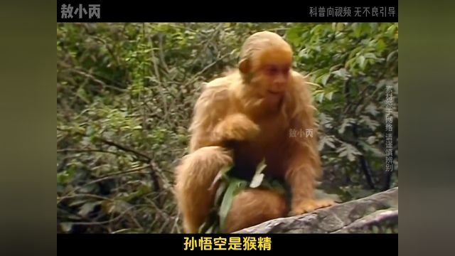 西游记专题,猪八戒居然身高3米5?