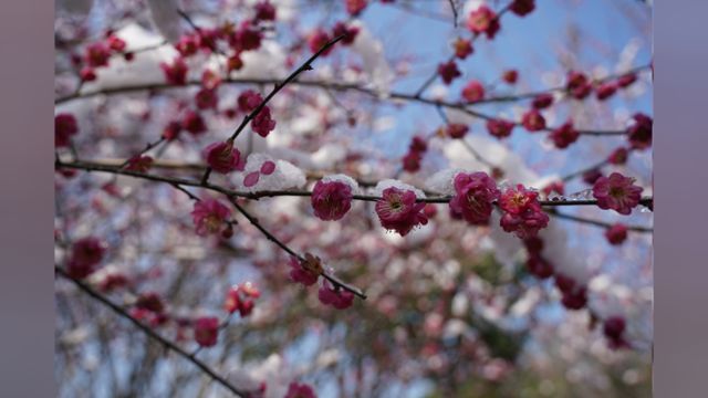 绥宁:傲雪寒梅俏枝头 赏花留影醉游人