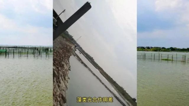 冬季肥水四点小建议,掌握后肥水很简单.