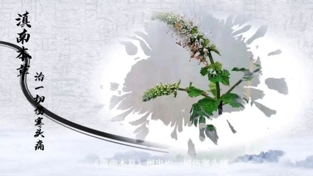 【说医解药7】名医话本草,识药济苍生——薄荷