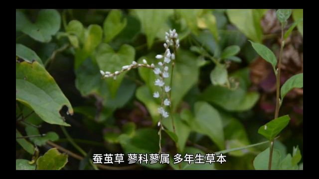 中药蚕茧草