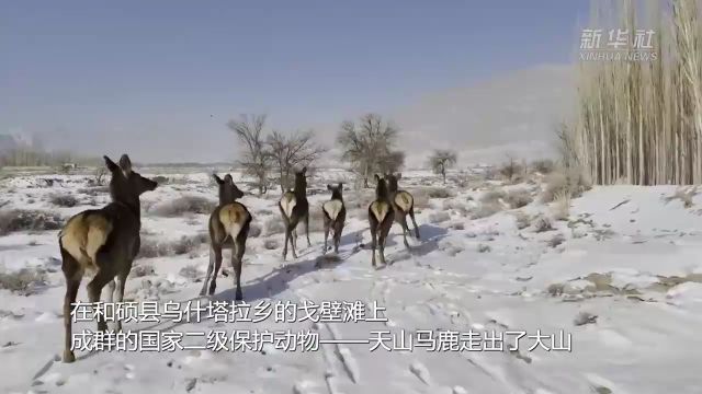 新疆和硕县:天山马鹿踏雪“出游”