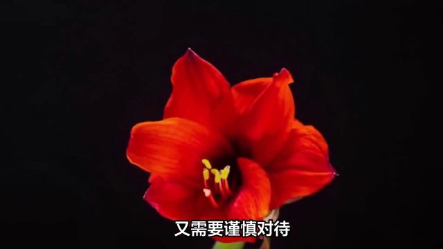 海芋花的花语是什么