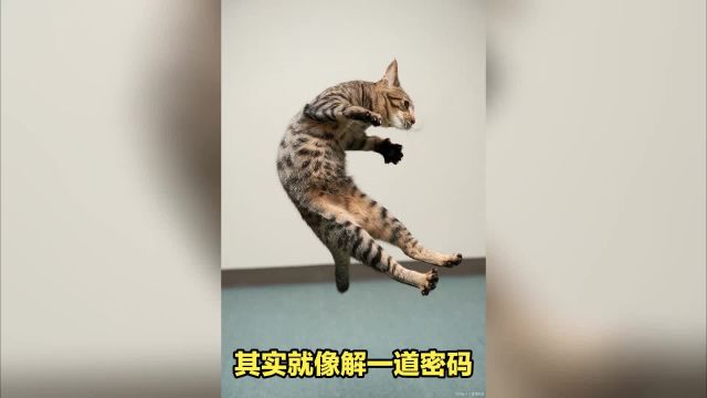 猫咪的年龄是怎么算的?揭秘猫咪年龄计算方法,让你成为养猫专家