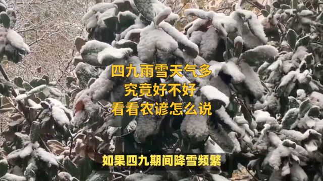 四九雨雪天气多,究竟好不好?看看农谚怎么说