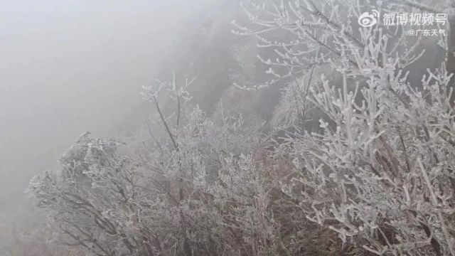 广东下雪了!明后天更冷,荔湾最低4℃!