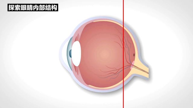 你了解我们的眼睛内部结构吗?为什么它被称为人体第二大器官?