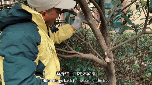 龙山湖小学果树种植管理,冬季修剪枇杷树,学习农林文化知识