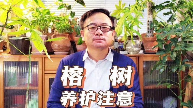 榕树怎么养长得好?最好5件事,株型丰满枝叶繁茂