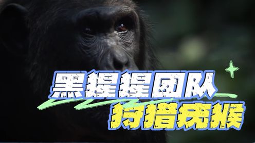 黑猩猩团队狩猎疣猴，但因为猩猩玛吉的阻碍，让团队错失良机