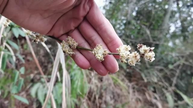 冬季最后的粉源植物,山苍子花期尾声,带大家了解一下吧 #蜜源 #蜜源植物 #养蜂技术分享