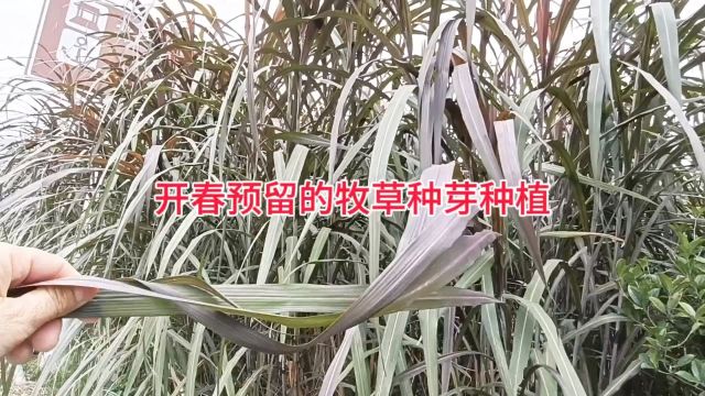 贵州高原优质牧草种芽供应 # #巨菌草 #牧草 #牧草种子