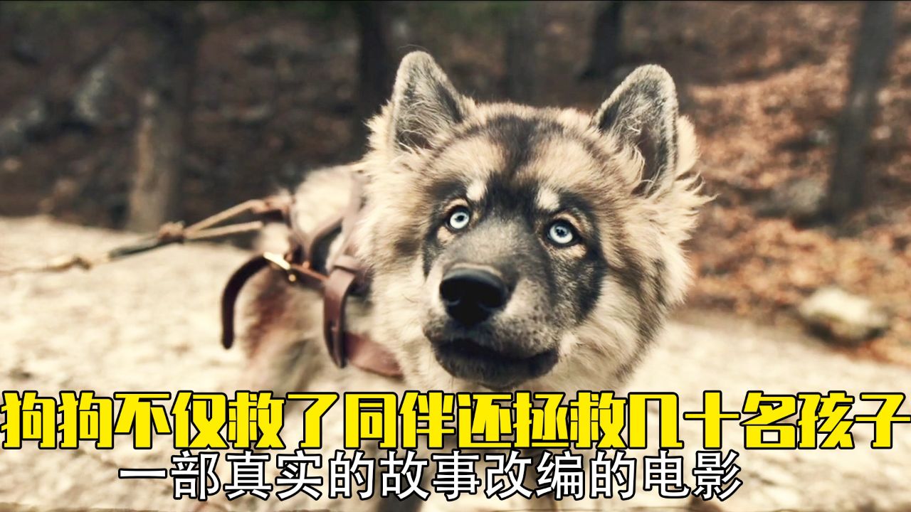 真实故事.这只狗不仅救了主人和同伴还救了五十名孩子_高清1080P在线观看平台_腾讯视频