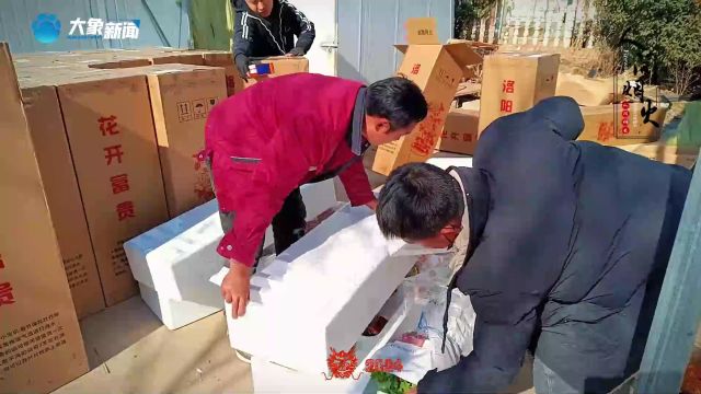 洛阳:70万盆催花牡丹春节前上市 线上线下销售火爆