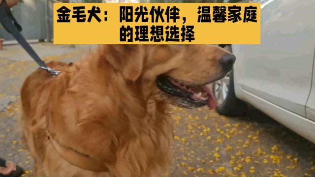 金毛犬:阳光伙伴,温馨家庭的理想选择