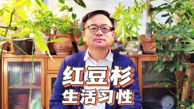 红豆杉生活习性:耐寒耐旱不挑土,皮实好活