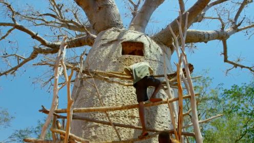 猴面包树：非洲神树，能吃能睡还能住人