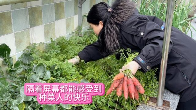 种菜人的快乐在于体验植物的生长过程 收获时的快乐也溢于言表