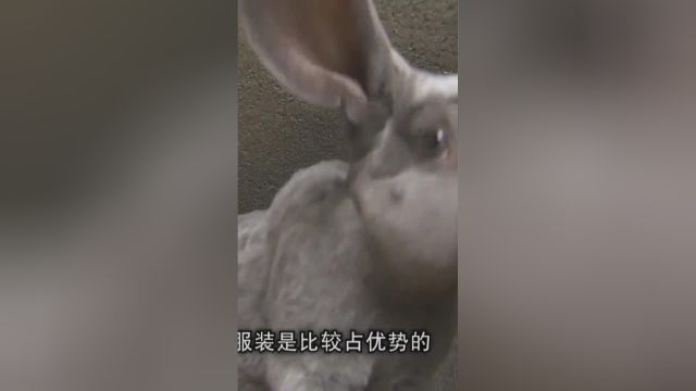 养殖各种颜色的獭兔,还能节约成本这是为什么?