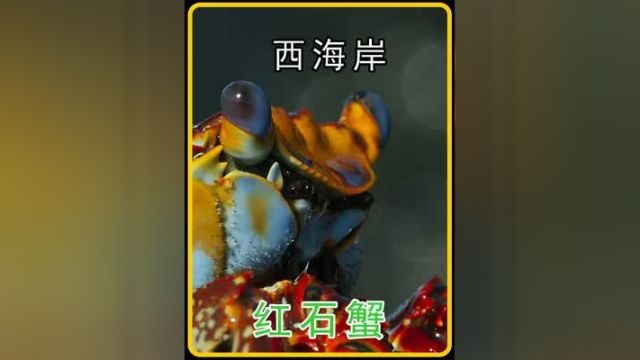 红石蟹被海鳝鱼追杀 章鱼也来助攻 一种生活在西海岸只吃素的螃蟹#红石蟹 #海鳝鱼 #海洋生物