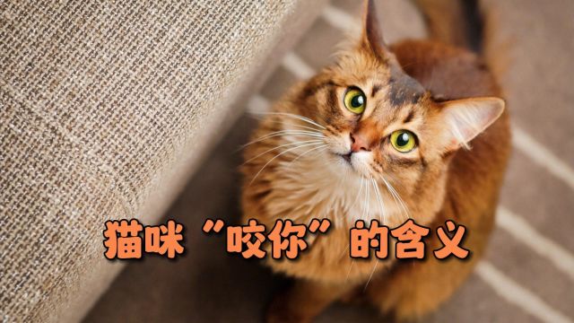 其实猫咪“咬你”,有这4种含义,别不知道!