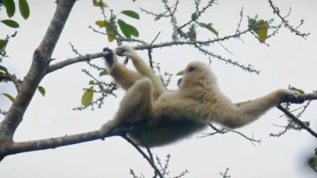 动物们必须充分利用每一寸阳光,觅食求偶筑巢,每天都是一场大戏