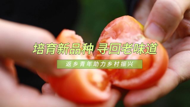 返乡青年付成龙:培育番茄新品种 寻回童年“老味道”