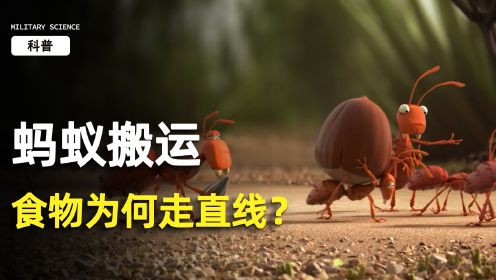 为什么蚂蚁在搬运食物时只走直线？