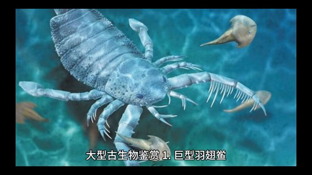 大型古生物鉴赏