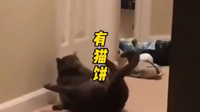 小猫咪不一定都很可爱,但一定都有点猫病#搞笑 #萌宠 #猫咪的迷惑行为 #宠物搞笑视频 #创作灵感 @DOU+小助手