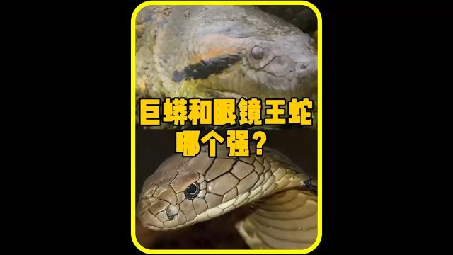 蛇王之争巨蟒大战眼镜王蛇哪个强