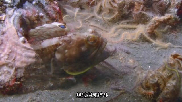 这么残忍爱打架的鱼,大家知道是什么鱼吗?海洋生物海底世界水下拍摄纪录片动物解说