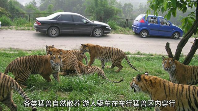 海南热带野生动植物园,浓缩海南岛动植物精华,可近距离围观各类珍稀野生动物,是孩子生物启蒙的天然博物馆