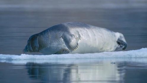 第01集 北极地区的顶级食肉动物——北极熊