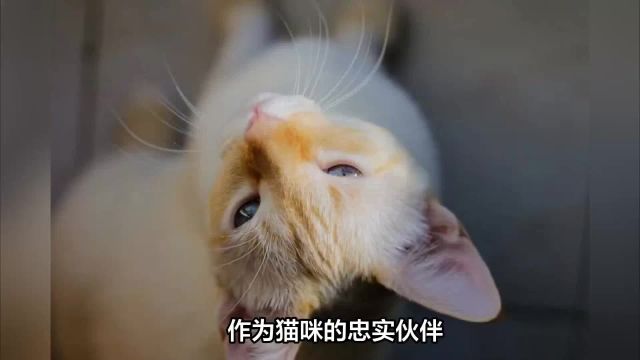 猫咪耳朵出现这6个症状,是耳螨在作祟!你家猫咪有这些症状吗