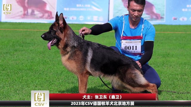 2023年CSV德国牧羊犬北京地方展幼小母犬组VV1犬只讲评