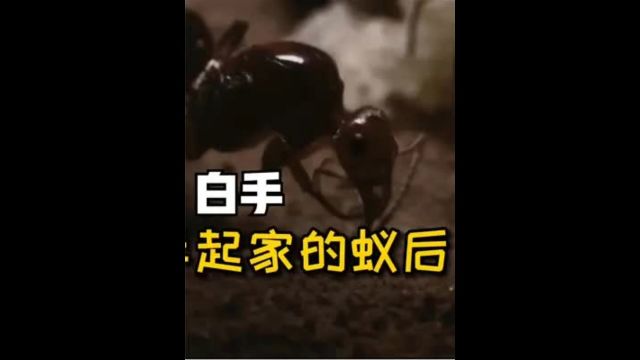 蚂蚁帝国:一只蚁后叫姐妹白手起家,还在洞内上演了宫斗大片!