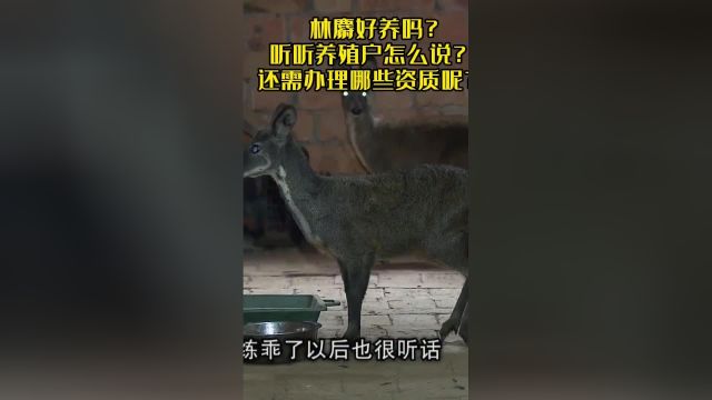 林麝好养吗?听听养殖户怎么说?还需办理哪些资质呢?