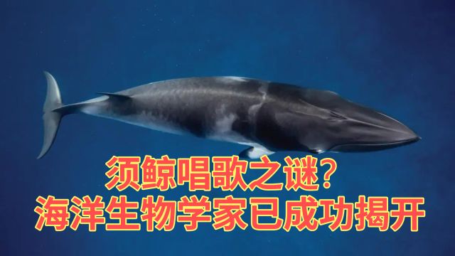 须鲸唱歌之谜?海洋生物学家已成功揭开