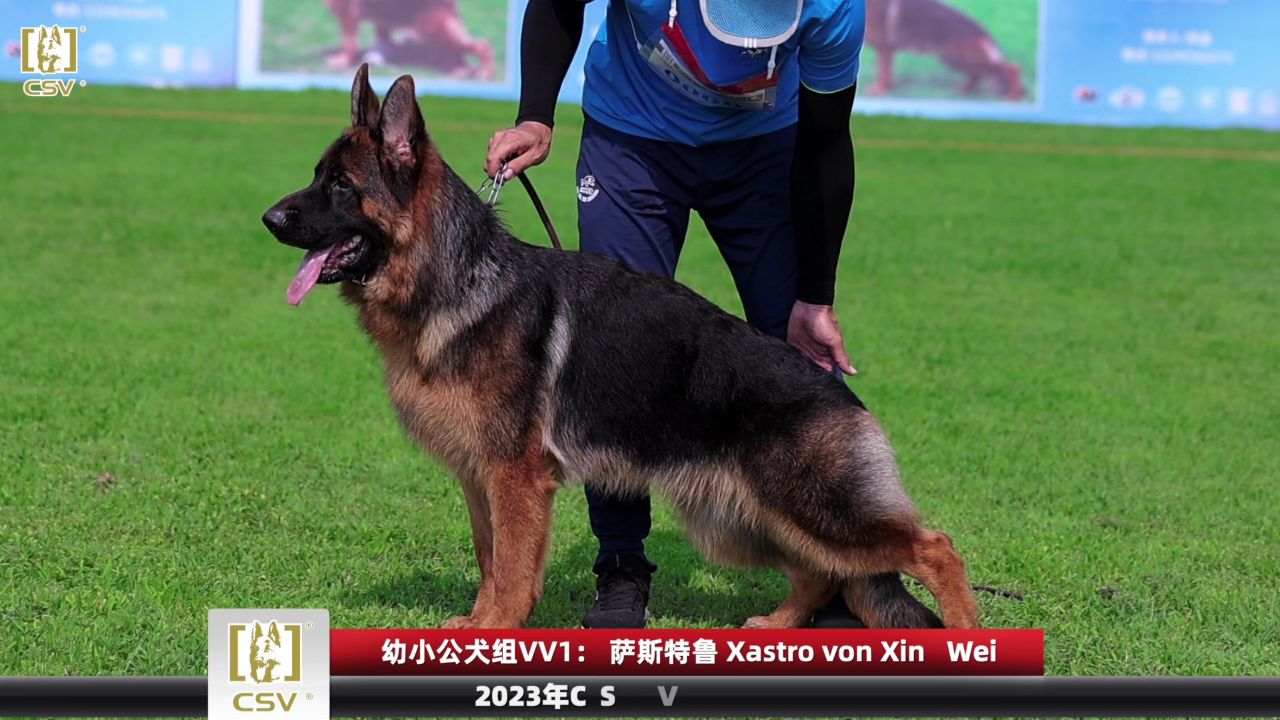2023年csv德国牧羊犬北京地方展幼小公犬组vv1犬只讲评