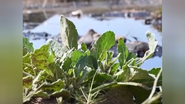 伊拉克:石油泄漏多发,湖泊和农田被污染