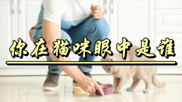 可爱的猫咪背后!你在猫咪眼中究竟是什么?