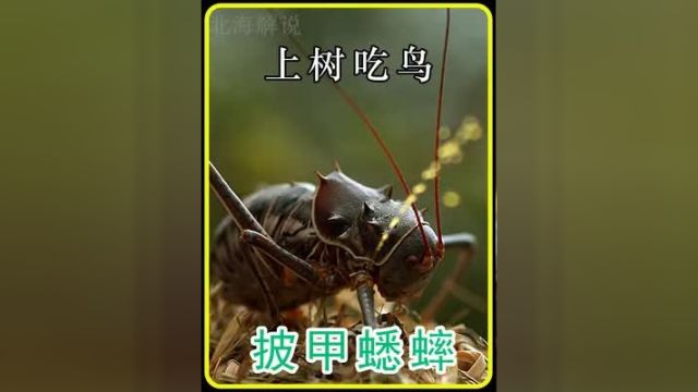 草原瘟神 披甲蟋蟀#昆虫 #昆虫微观