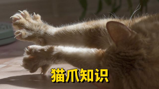 这些猫爪知识,你知道多少?