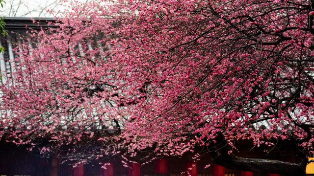 【4K】且趁花开寻梅去—湖州铁佛寺梅花