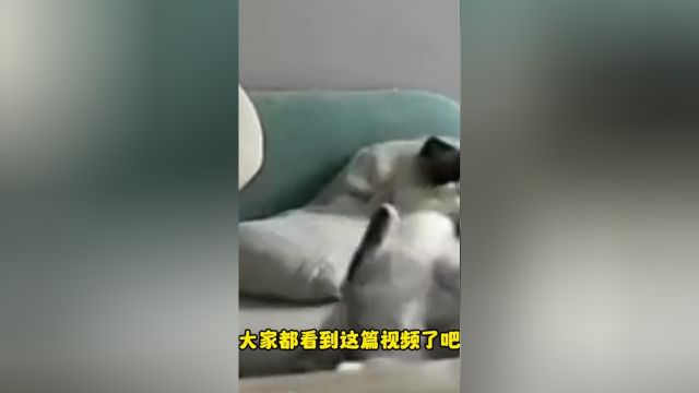 那个舔毛猝死的视频,在我这前几天刚发生过